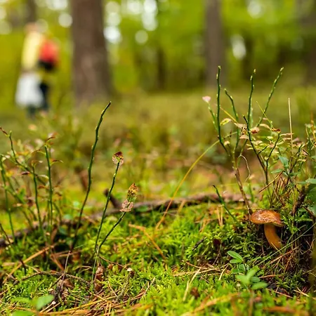 Mierzeja - Lesny Zaulek,