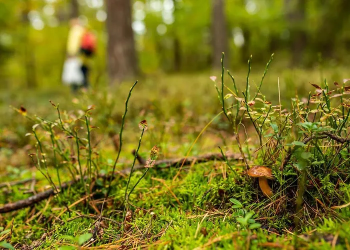 Mierzeja - Lesny Zaulek,
